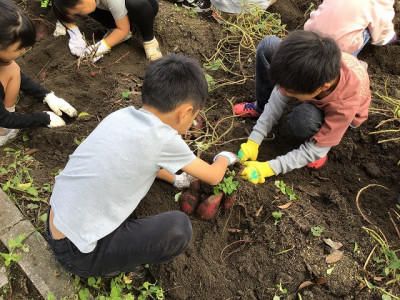 2年2組 せいかつ_津野 裕美_11_14いもほり_6